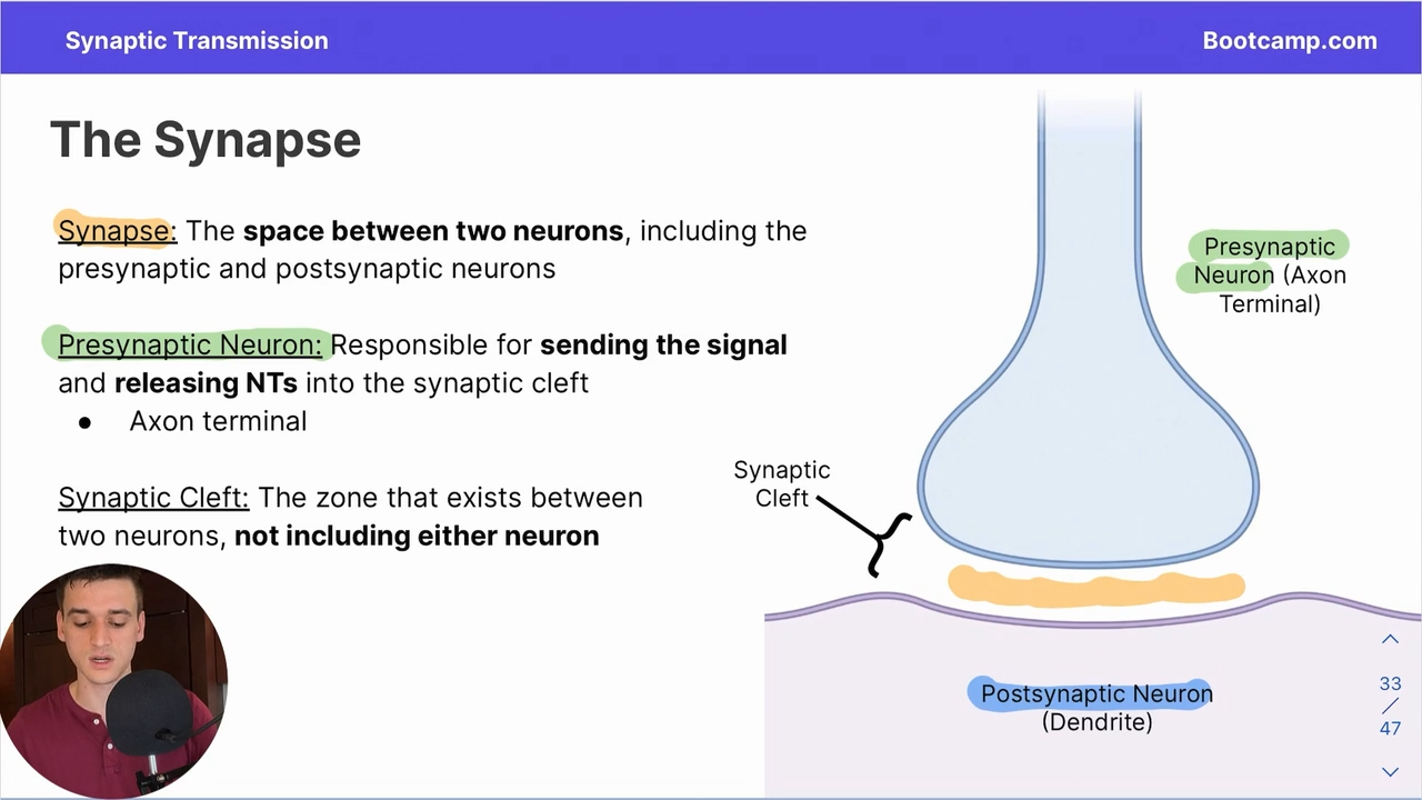 <p>responsible for sending the signal and releasing NTs into the synaptic cleft  (AKA SYNAPTIC TERMINAL)</p>