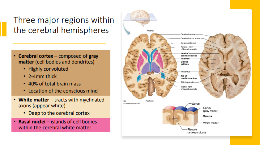 <ul><li><p>cerebral cortex → composed of grey matter (cell bodies and dendrites)</p><ul><li><p>highly convoluted</p></li><li><p>2-4 mm thick</p></li><li><p>40% of total brain mass</p></li><li><p>location of conscious mind</p></li></ul></li><li><p>white matter → tracts with myelinated axons (appear white)</p><ul><li><p>deep to cerebral cortex</p></li></ul></li><li><p>basal nuclei → islands of cell bodies within cerebral white matter</p></li></ul><p></p>