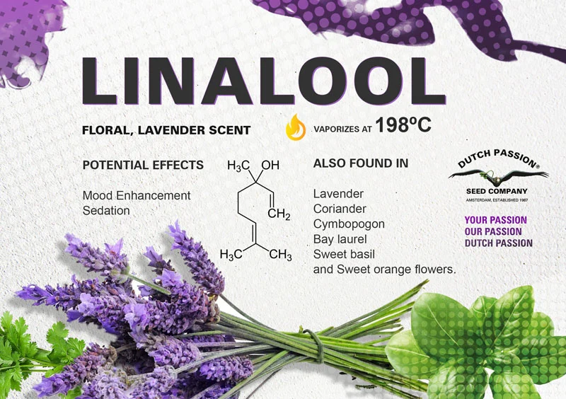 <p>Linalool (terpene)</p>