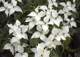 <p>Large white bracts, pointed</p>