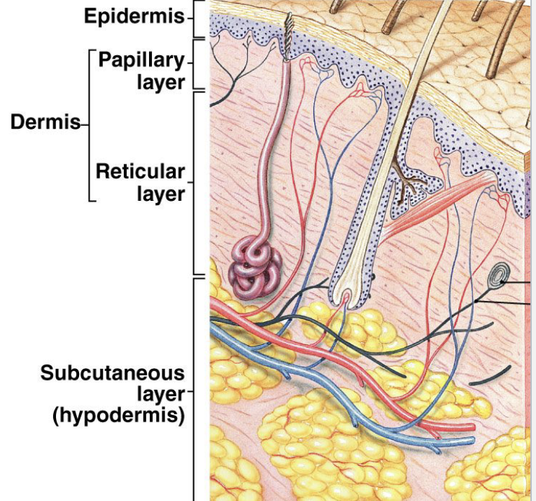 <p>Also referred to as cutaneous membrane… epithelial tissue + connective tissue… largest organ in the body</p>