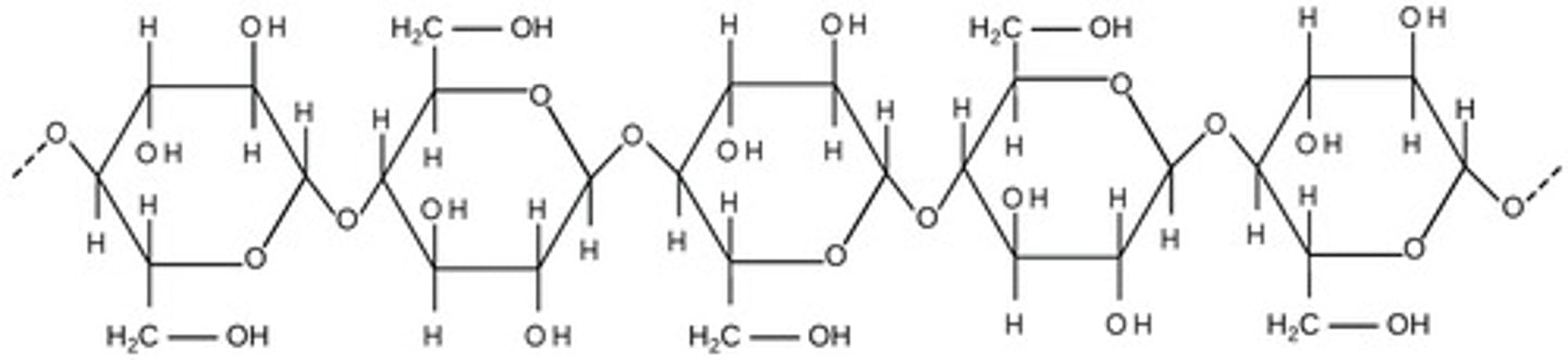 <p>cellulose</p>