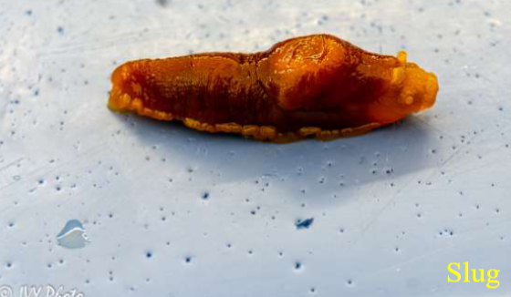 <p>Phylum &amp; name?</p>