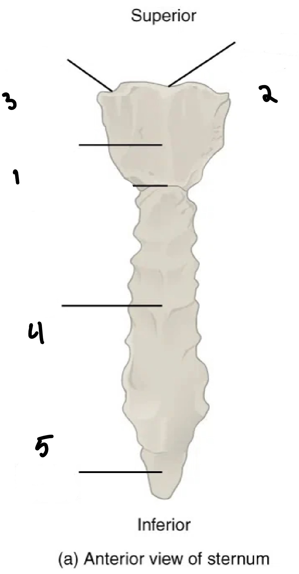 <p>3</p>