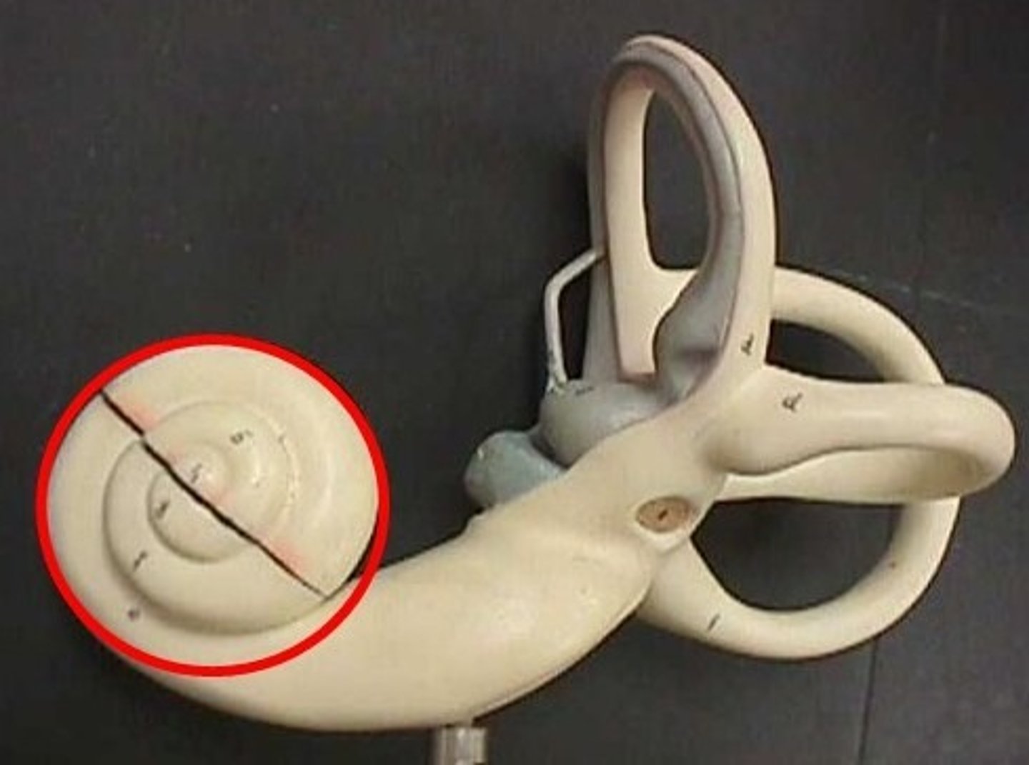 <p>A coiled, bony, fluid-filled tube in the inner ear through which sound waves trigger nerve impulses.</p>
