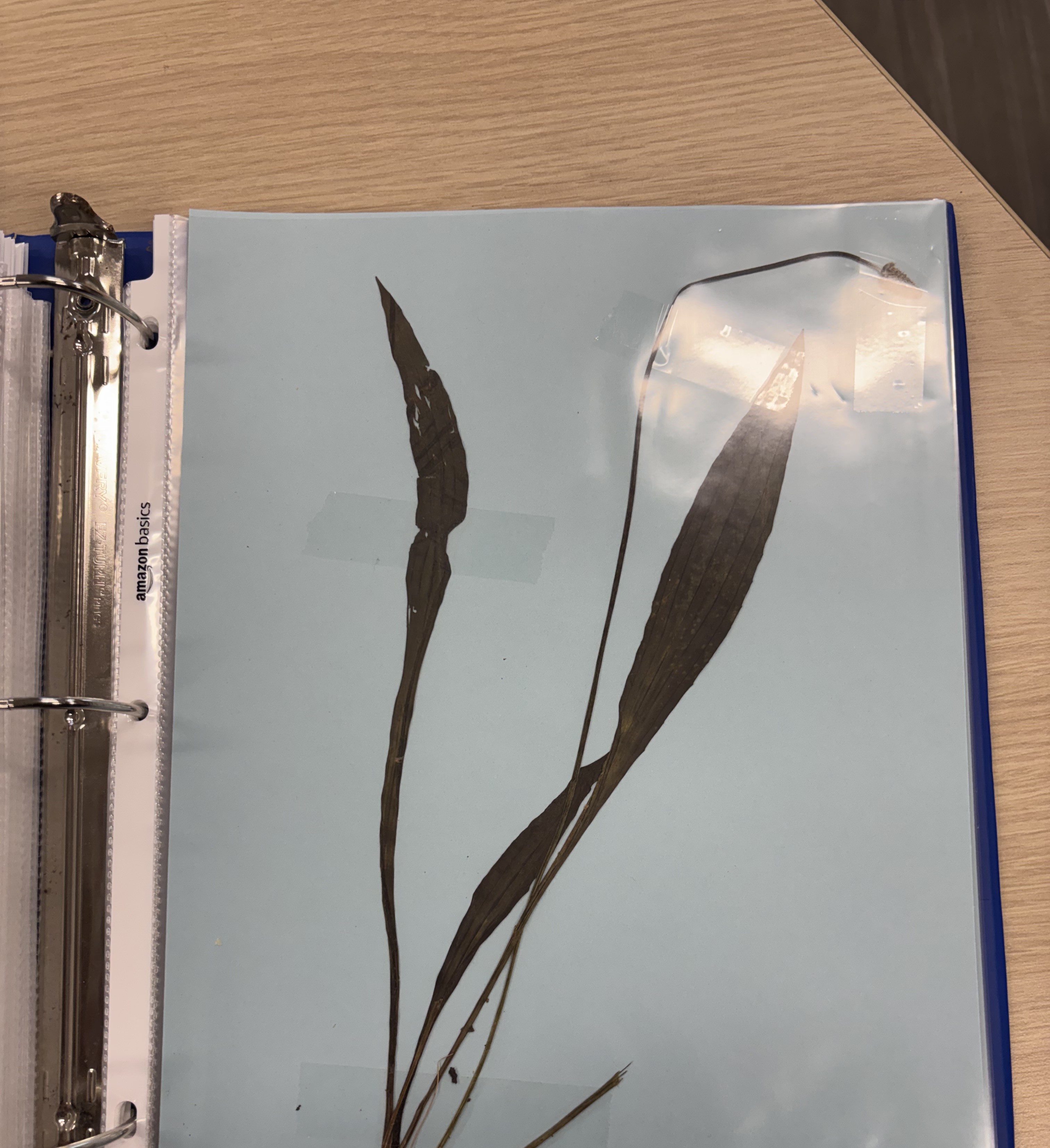 <p>Plant</p>