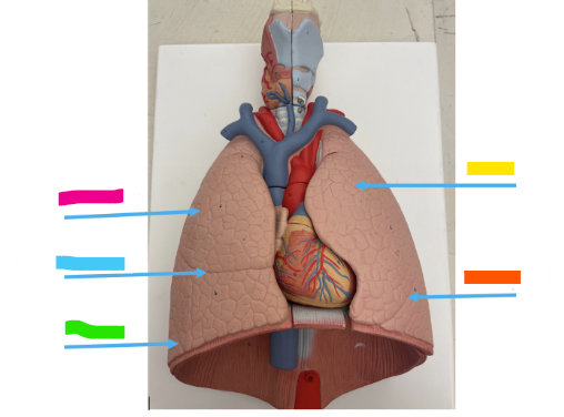 <p>What is the orange arrow?</p>