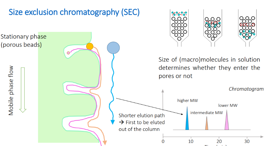 <p>Stationary phase (porous beads)</p><p>Size of (macro)molecules in solution determines whether they enter the pores or not</p><p>Shorter elution path→ First to be eluted out of the column </p>