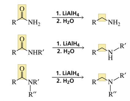 <p>An amine</p>