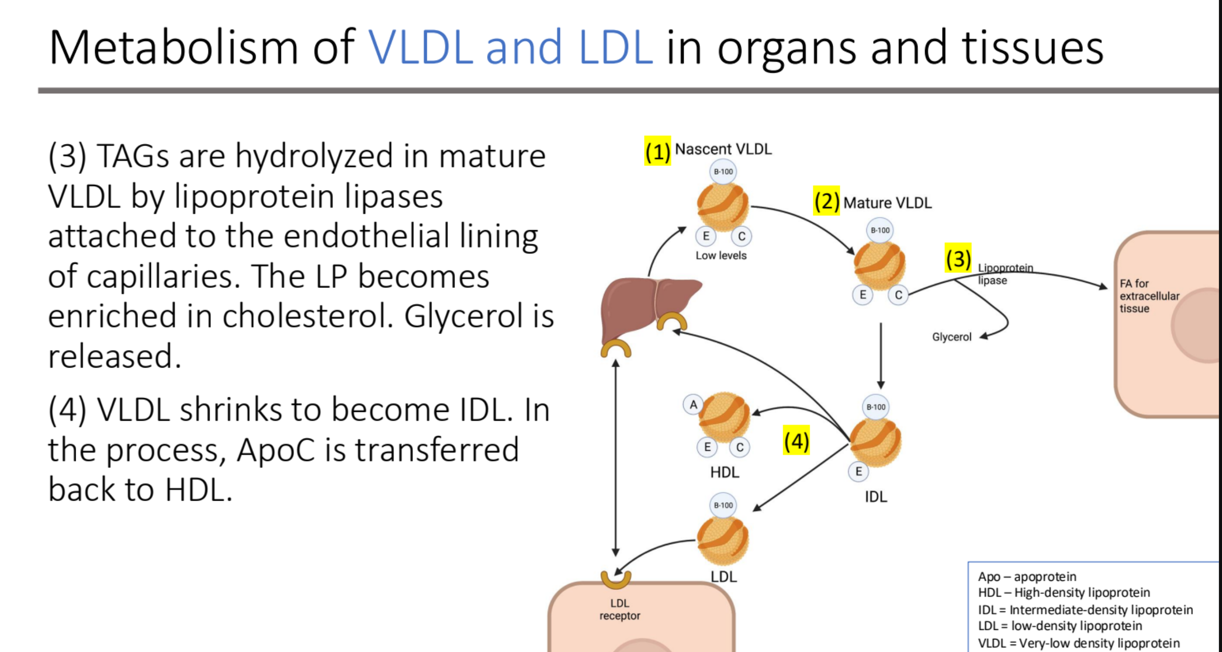<p>lipoprotein lipases</p><ul><li><p> Chol enriched VLDL remnants or IDL (intermediate density lipoprotein) particles</p></li></ul><p></p>