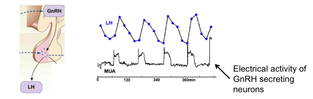 <ul><li><p>GnRH secreted in pulses from neuroendocrine cells in hypothalamus</p><ul><li><p>Low freq = FSH release</p></li><li><p>High freq = LH release</p></li></ul></li><li><p>Pulsatility critical for reproductive function</p></li><li><p>Regulated by hormonal feedback and higher brain centres</p></li><li><p>Pulse frequency/amplitude changes during development</p></li></ul><p></p>