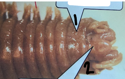 <p>What is point 2 on this worm </p>