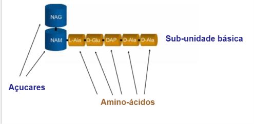 <p>cadeias lineares e longas formados pela alternância de 2 açúcares:</p><p>NAG→ N-acetilglicosamina</p><p>NAM→ Ácido N-acetilmurâmico</p><p>essas cadeias são unidas por pontes de cadeias peptídicas (aminoácidos) cruzadas entre os açúcares NAM (cada Nam tem uma cadeia que se unem no meio do caminho)</p><p>subunidade básica do peptidoglicano (imagem)</p>