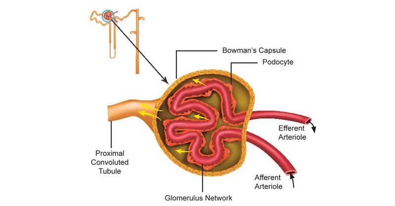 <p><span style="background-color: transparent;">Pressure inside the glomerular capsule, created by fluid inside the capsule as well as downstream in the tubules. Usually about 10 mm Hg. Works against filtration.</span></p>