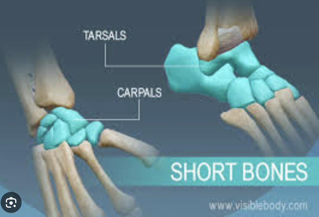 <p>Tarsals (homology)</p>