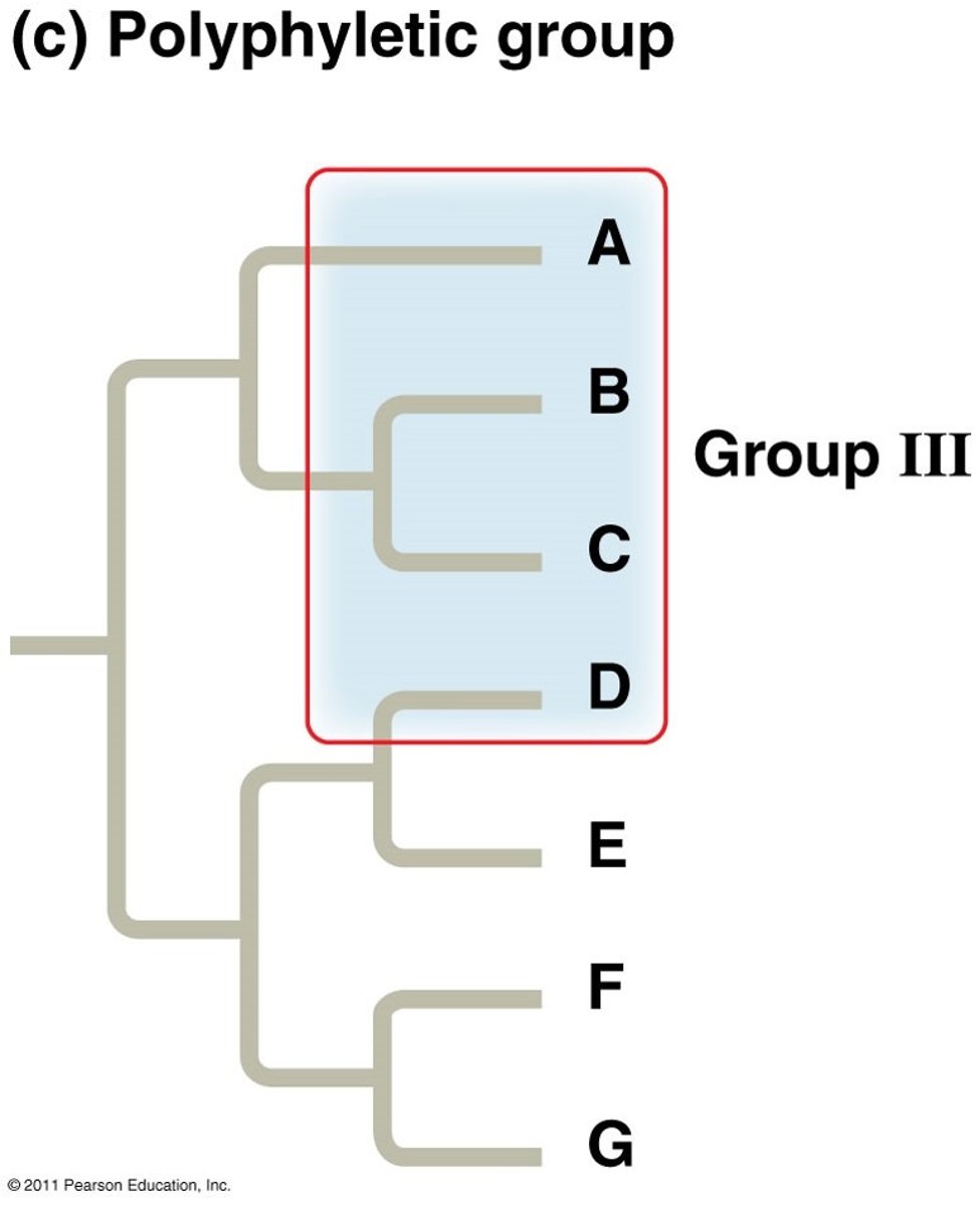 <p>Missing the Common Ancestor</p>