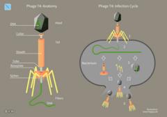 <p>Used bacteriophages to confirm that DNA carries genetic information into host bacteria.</p>