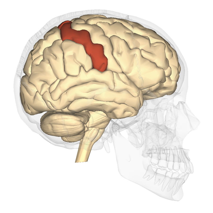 <p>Postcentral Gyrus </p>