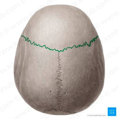 <p>What suture is this?</p>