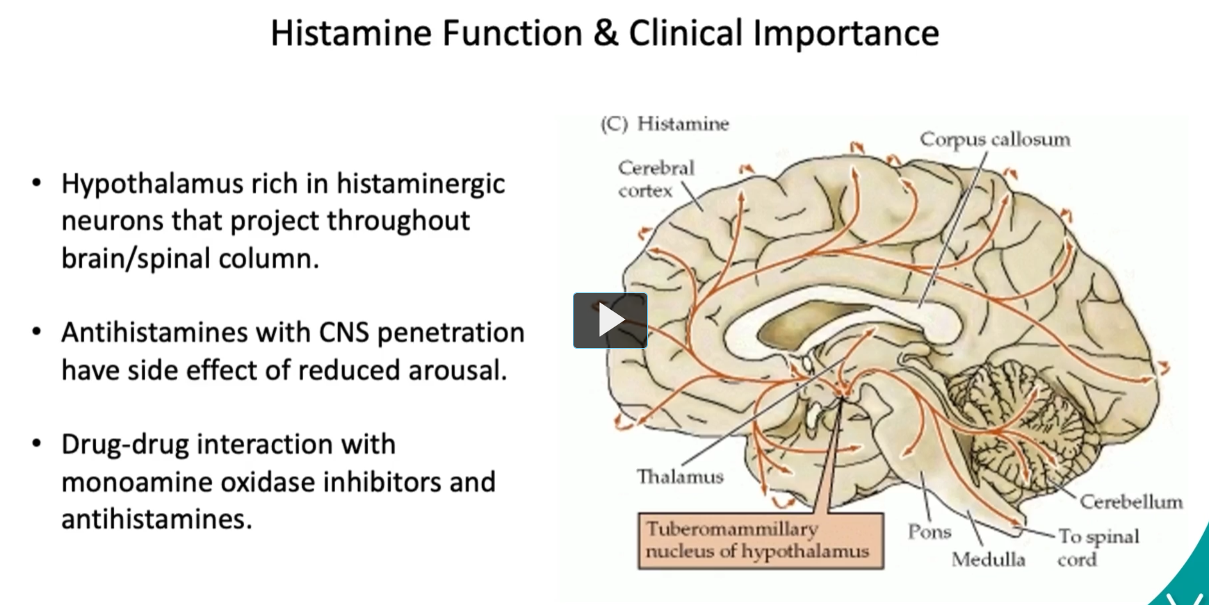 <p><u>Histamine Function and Clinical Importance</u></p><ul><li><p><strong>The hypothalamus </strong>is <strong>rich</strong> in <strong>histaminergic neurons (</strong>the hypothalamus contains many neurons that release histamine) that <strong>project</strong> throughout brain/spinal column.</p></li></ul><p>project: the axons of the histaminergic neurons of the hypothalamus travel long distances through the brain/spinal column. </p><ul><li><p><strong>Histaminergic neurons</strong> in the<strong> hypothalamus regulate</strong> <strong>arousal </strong>and <strong>wakefullness</strong>. </p></li></ul><p><strong>Histamine = direct “wake-up signal”</strong></p><p><strong>Serotonin = modulator of wakefulness + sleep cycles + mood</strong></p><ul><li><p><strong>Antihistamines</strong> with <strong>CNS penetration</strong> (crossing of Blood Brain Barrier) can <u>reduce</u> alertness, have side effect of reduced arousal.</p></li></ul><p>Anti-histamines reduce alertness because histamine promotes alertness. </p><ul><li><p>Drug-drug interaction with monoamine oxidase inhibitors and antihistamines can exacerbate these effects. </p></li></ul><p><strong>Antihistamines (H₁ blockers)</strong> Block <strong>histamine in the brain </strong>Histamine normally promotes: <strong>Wakefulness Alertness. </strong>So blocking it → <strong>sedation / drowsiness</strong></p><p><strong>Monoamine oxidase inhibitors (MAOIs)</strong> Prevent breakdown of: <strong>Serotonin Dopamine, Norepinephrine </strong>These neurotransmitters affect: Mood Arousal Sleep–wake balance. </p><ul><li><p>Therefore, it is important to be aware of the mechanism of action of histamine in the CNS. </p></li></ul><p></p>