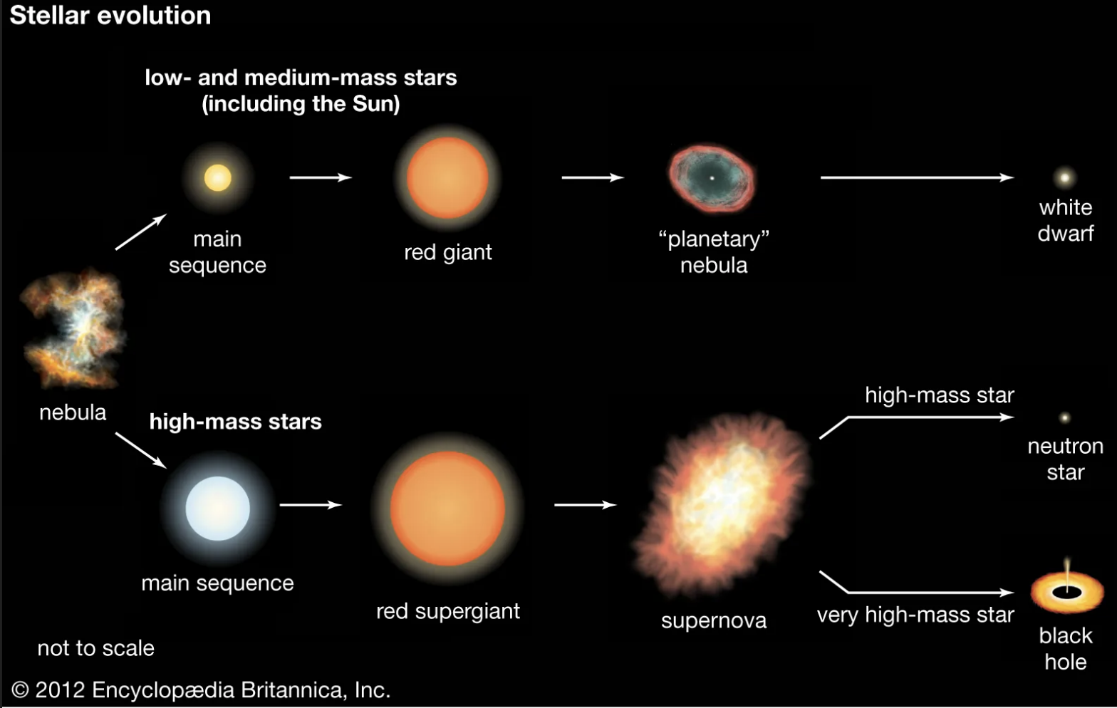<ol><li><p>Main sequence</p></li><li><p>Red giant</p></li><li><p>Planetary nebula</p></li><li><p><strong>White dwarf</strong></p></li></ol><p></p><p>They <strong>do NOT become supernovae</strong>.</p>