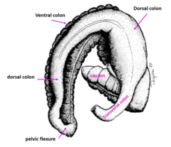 <p>sacculated</p>