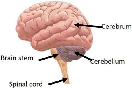 <p>Cerebrum, brainstem, cerebellum and spinal chord</p>