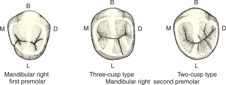 <ul><li><p>3 Buccal</p><ul><li><p>mesiolabial</p></li><li><p>middle buccal</p></li><li><p>distobuccal</p></li></ul></li><li><p>2 Lingual</p><ul><li><p>mesiolingual</p></li><li><p>distoliwngual</p></li></ul></li></ul><p></p>
