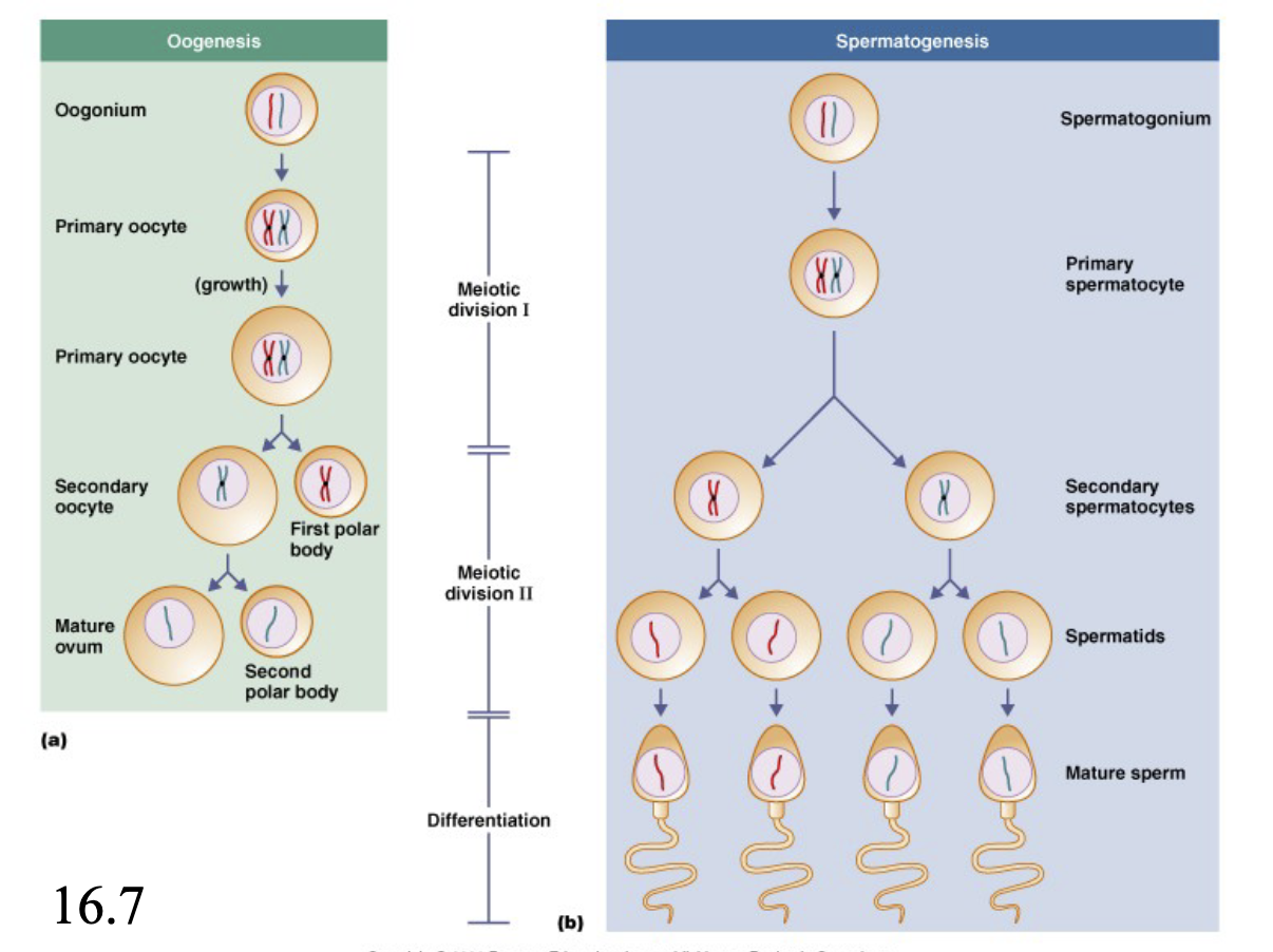 <ul><li><p>oogenesis - <em>has</em> <em>pauses</em></p><ul><li><p>pause in meiosis I</p></li><li><p>1 oocyte/oogonium</p></li><li><p>2-3 polar bodies</p></li><li><p>larger gametes (due to unequal division of polar bodies) (provides raw materials for growth)</p></li></ul></li><li><p>spermatogenesis - <em>continuous</em></p><ul><li><p>no paise</p></li><li><p>4 sperm/spermatogonium</p></li><li><p>smaller gametes (more traveling, only supply DNA)</p></li></ul></li><li><p>advantage: creates diversity, natural selection processes</p></li><li><p>disadvantage: you have to find a mate (timing, resources, etc have to line up)</p></li></ul><p>[meiosis has two divisions, mitosis has only one]</p>