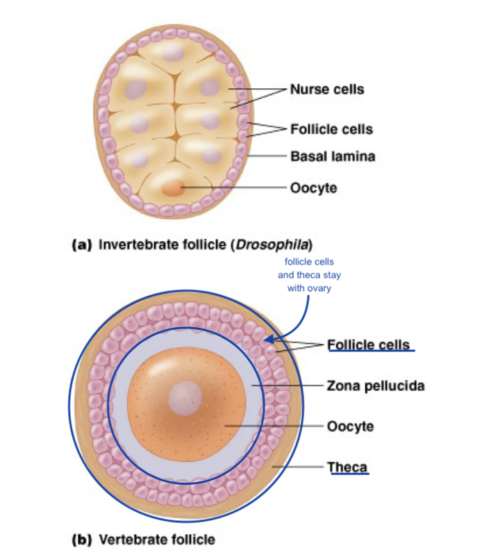 <ul><li><p>oviparous - <em>chicken</em></p><ul><li><p>offspring “hatch” from egg</p></li><li><p>ovi = egg </p></li></ul></li><li><p>viviparous - <em>mammals</em></p><ul><li><p>live birth, no egg to hatch from</p></li><li><p>nutrition from parent during gestation</p></li><li><p>vivi = live</p></li></ul></li><li><p>ovoviviparous - <em>sharks</em></p><ul><li><p>grows in egg → egg hatches in female reproductive tract → “live” birth</p></li><li><p>egg live birth</p></li></ul></li></ul><p></p>