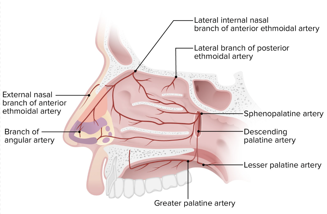 <p>A dense network of capillaries beneath the lining helps warm incoming air</p>