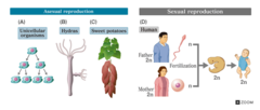 <p>process by which a single parent reproduces by itself</p>