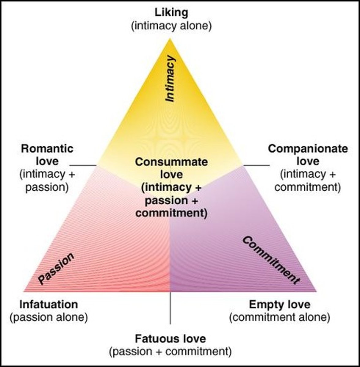 <p>Theorized the Triangle Theory of Love when describing social relationships. PIC: Passion, Intimacy & Commitment (Companionate).</p>