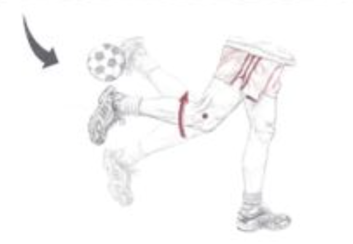 <p><span>Which of the following are the synergists of the motion depicted below? The dot indicates the joint of interest. Select all that apply.</span></p>