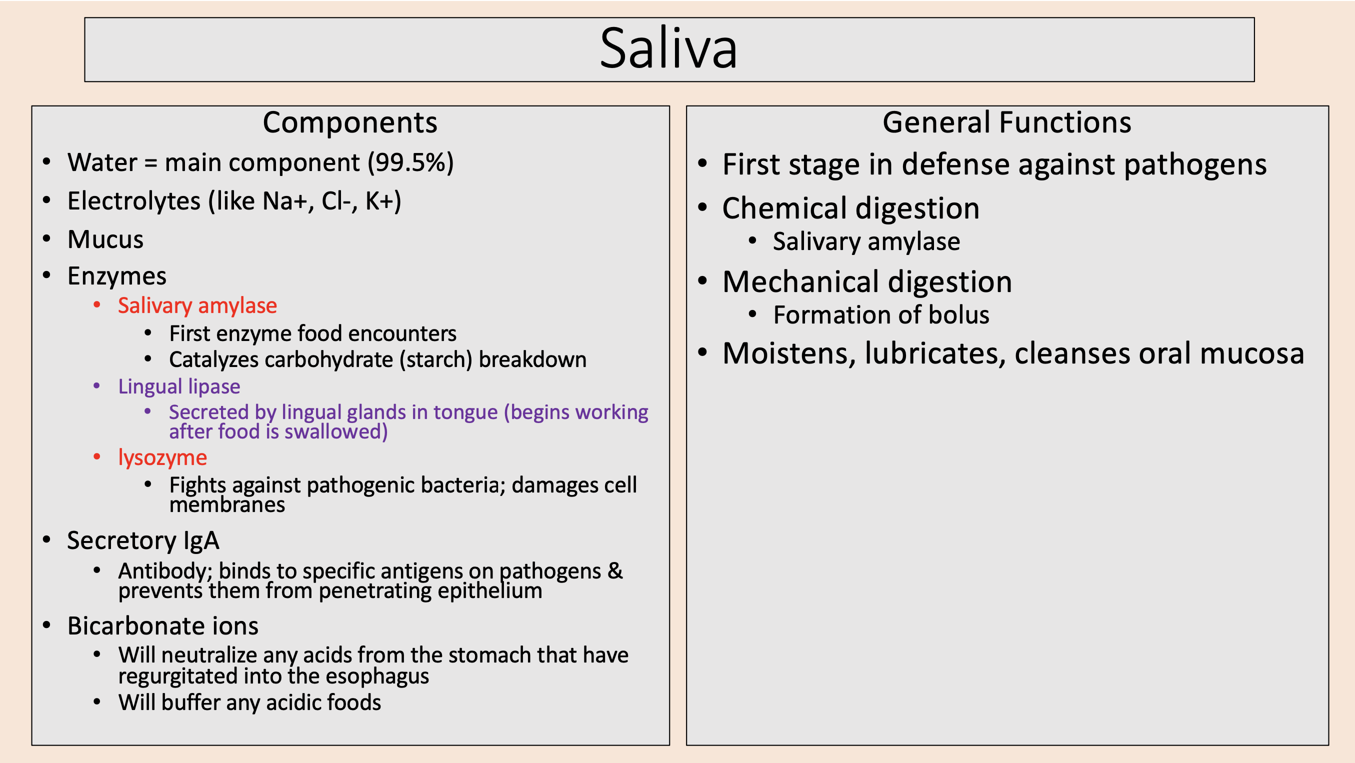 <p><span style="color: rgb(255, 0, 0);">salivary amylase</span></p>