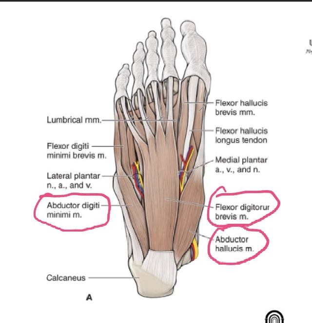 <p>ORIGIN: calcaneal tuberosity </p><p>INSERTION: lateral base of proximal phalanx 5</p><p>FUNCTION: abducts and flexes digit 5 </p><p>INNERVATION: lateral plantar nerve</p>