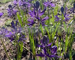 <p>camas</p>