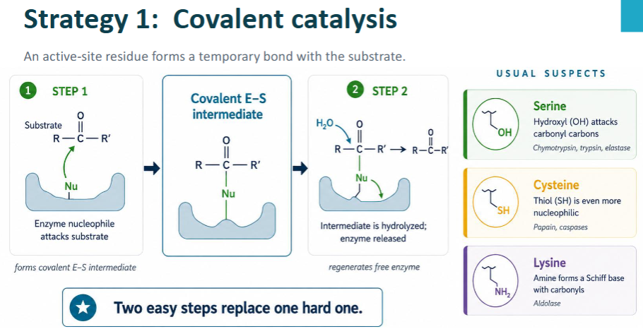 <ol><li><p><strong>Nucleophilic side chain </strong>in active site attacks substrate </p><ol><li><p><strong>Covalent E-S intermediate</strong> </p></li></ol></li><li><p><strong>Intermediate = hydrolyzed</strong> → Product + Enzyme = released </p></li></ol><p></p><p>2 smaller steps replace 1 big step (<span style="color: red;">↓E<sub>A</sub> barrier</span>)</p><p></p><ul><li><p><strong>Serine</strong> → Serine proteases = <span style="color: blue;">Chymotrypsin, Trypsin, Elastase</span></p><ul><li><p>R = -CH<sub>2</sub>-OH </p></li></ul></li><li><p><strong>Cysteine</strong> → Proteases = <span style="color: rgb(137, 48, 255);">Papain + Caspases</span> </p><ul><li><p>R = -CH<sub>2</sub>-SH  </p><ul><li><p>S = more nucleophilic than O</p></li></ul></li></ul></li><li><p><strong>Lysine </strong>→ Lyase → <span style="color: rgb(36, 179, 197);">Aldolase</span> </p><ul><li><p>R = -CH<sub>2</sub>-CH<sub>2</sub>-CH<sub>2</sub>-CH<sub>2</sub>-NH<sub>2</sub> </p><ul><li><p>Amine forms Schiff Base w/ carbonyls</p><ul><li><p><u><mark data-color="#ffb831" style="background-color: rgb(255, 184, 49); color: inherit;">Schiff Base</mark></u> = temporary C=N</p></li></ul></li></ul></li></ul></li></ul><p>“Sad, Cry, Laugh”</p>