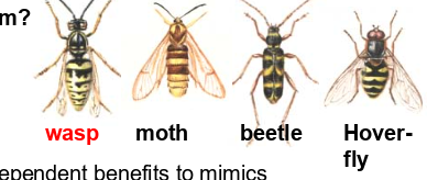 <p>palatable species pretend to be unpalatable - stealing protection from defended models e.g. moth pretend to look like wasp</p>
