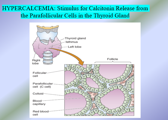 <p>Biological Actions of <span><strong><u>1,25 (OH)2 Vit D</u></strong></span></p>
