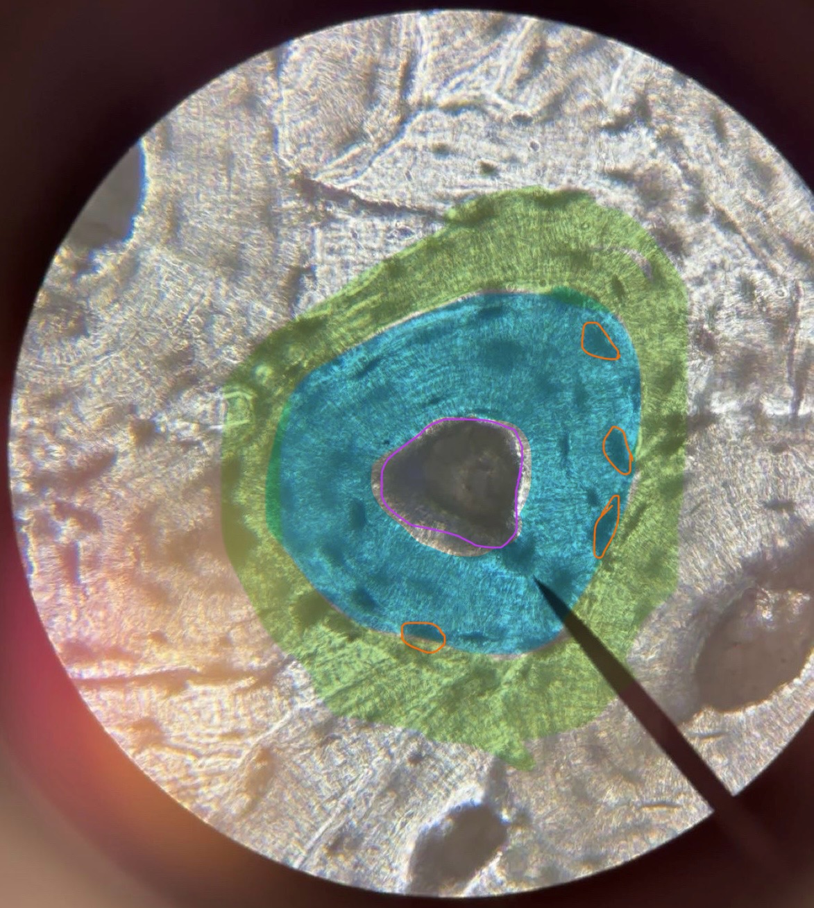 <p>tissue part: green</p>