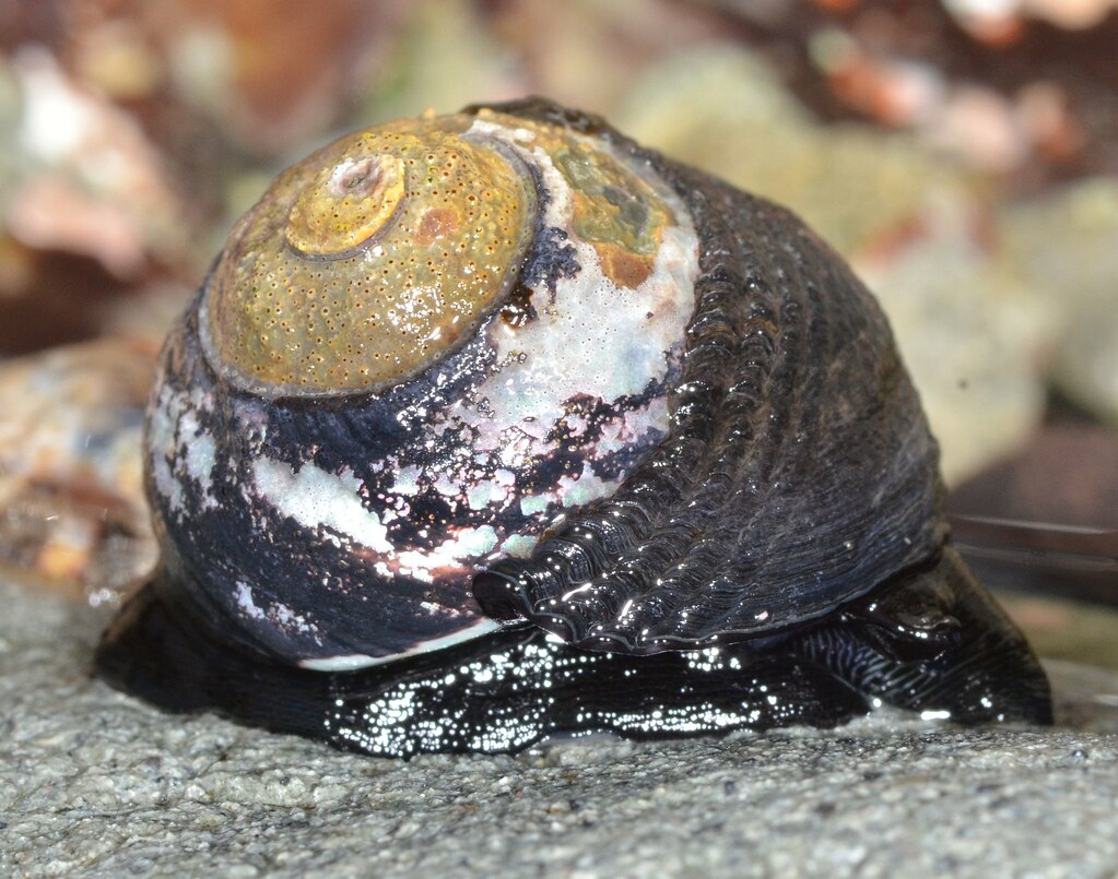 <p>Black Turban Snail</p>