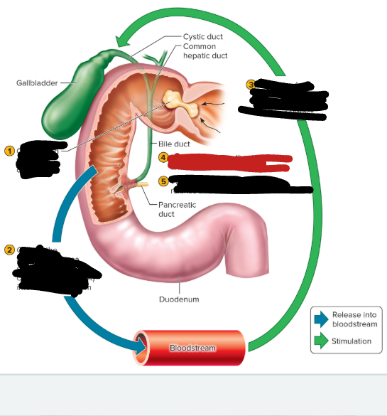 <p>gallbladder process step 4 </p>