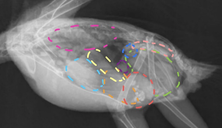 <p>What are the light blue indented lines illustrating?</p>