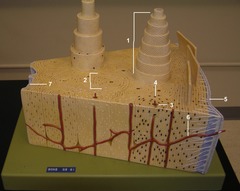 <p>1</p>