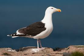 <p>Largest gull</p><p>dark black backs, yellow bill, white wing tips</p>