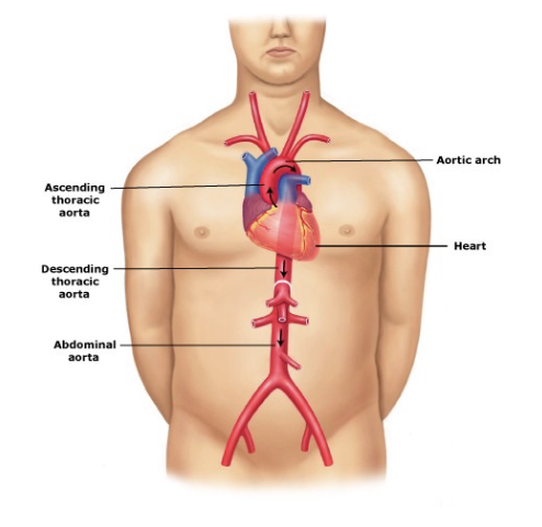 <p>What region passes through the diaphragm into the abdominopelvic cavity?</p>
