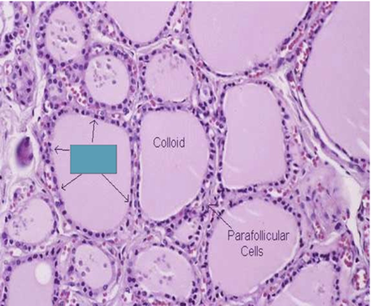 <p>Identify the cells</p>