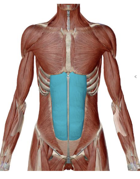 <p>Rectus Abdominus Origin </p>