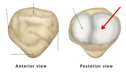 <p>Patella</p>